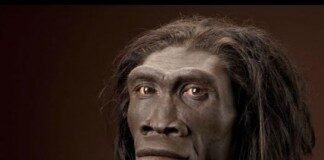 homo-erectus-324x160-5506175